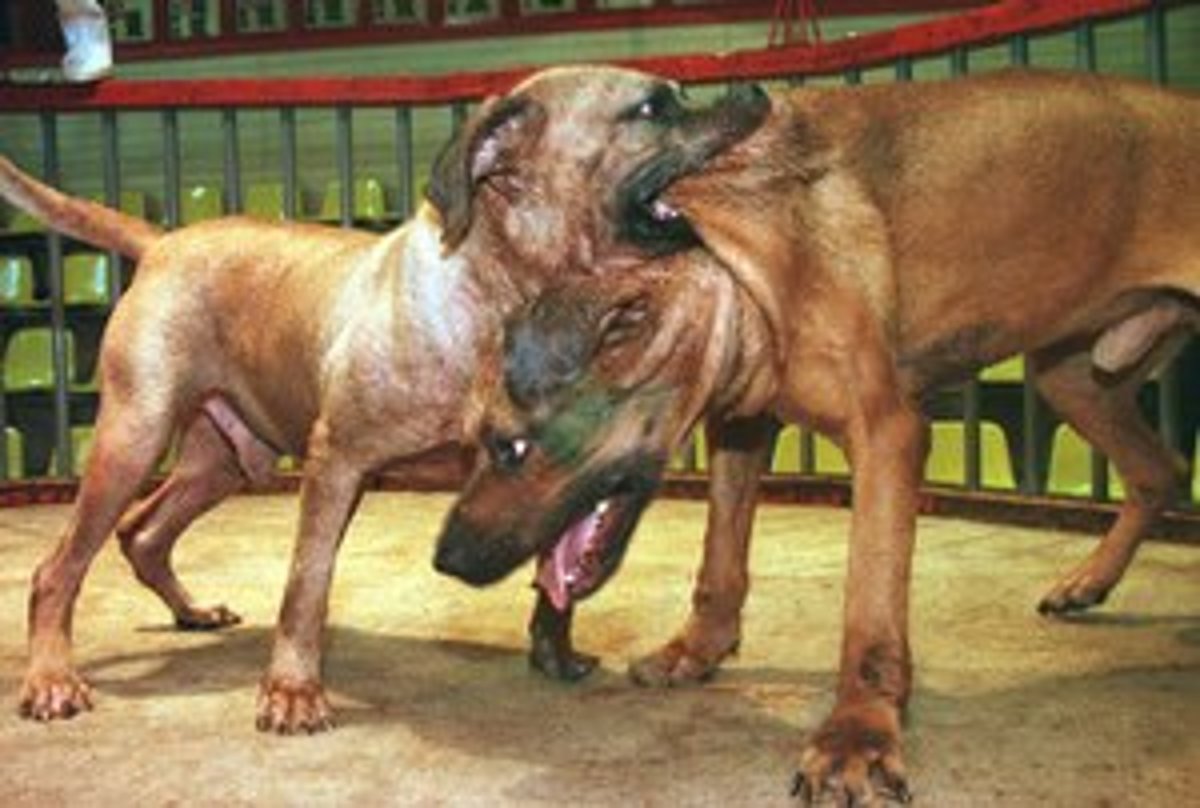 African Dog Breed Looks Like Pitbull African Dog Breed Looks Like Pitbull
