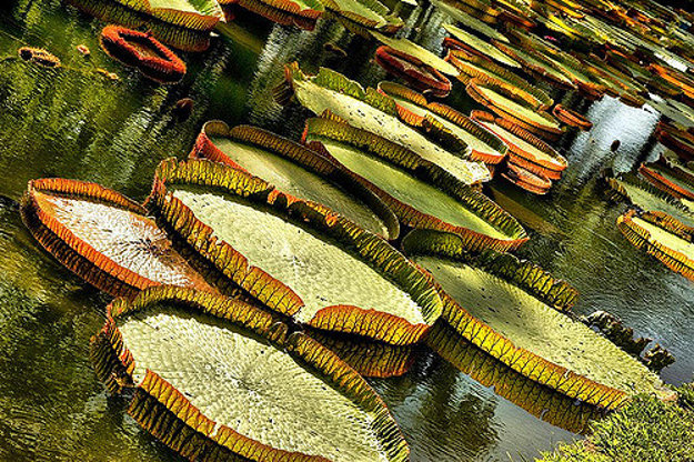 Botanická záhrada Pamplemousses.