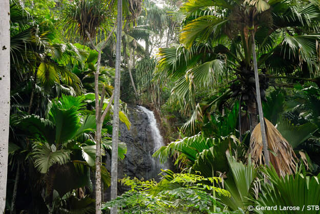 Vallée de Mai je unikátny prales.
