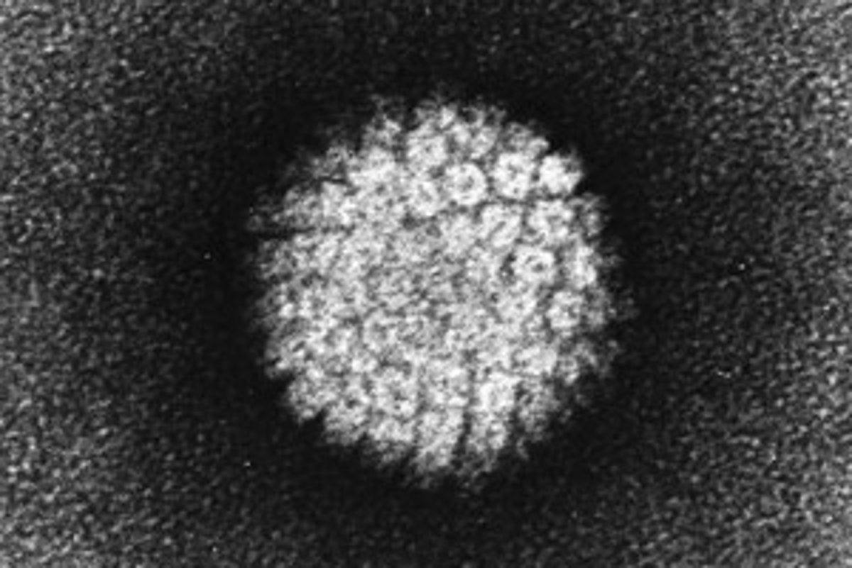 Hpv vírus és muza, Humán papillomavírus