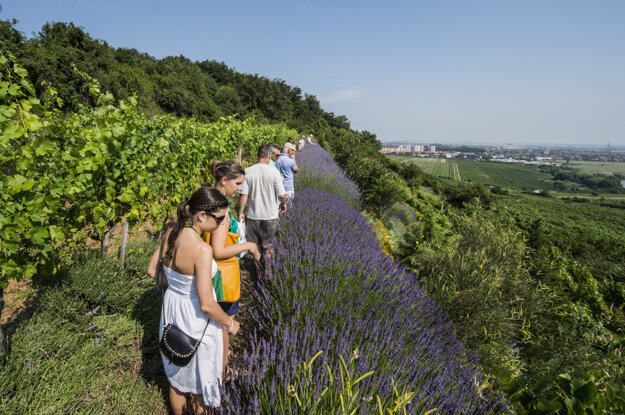 Podujatie Víno a levanduľa