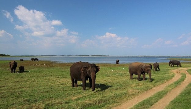 Srí Lanka: Nádherná divoká príroda.