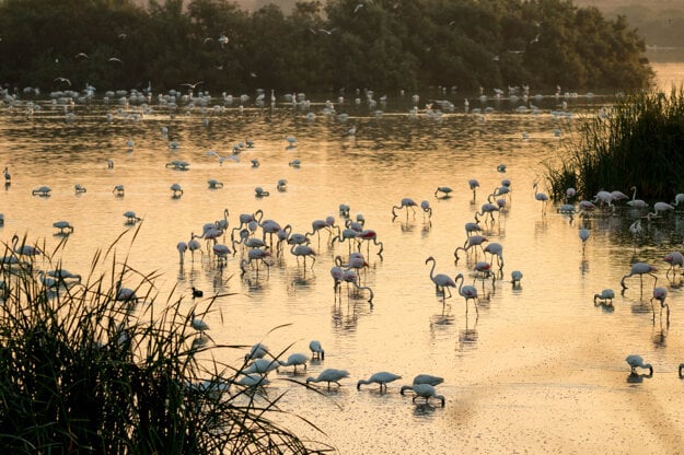 Národný park Doñana