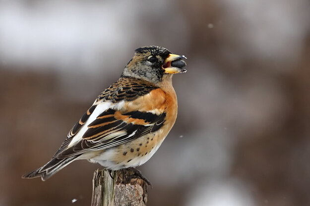 Pinka severská (Fringilla montifringilla).