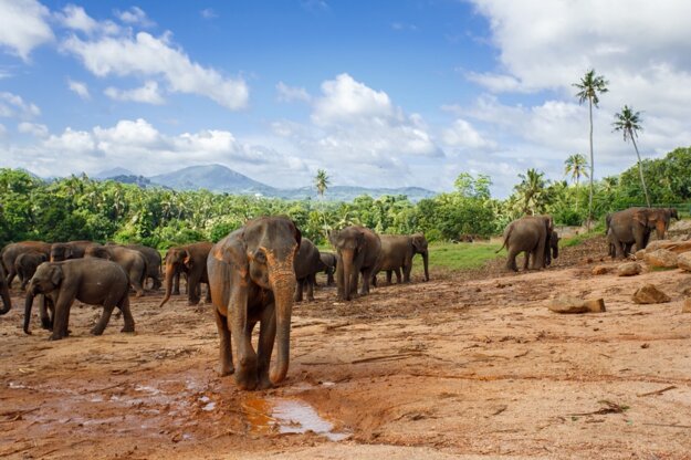 Srí Lanka