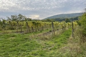 Bratislava prenajíma mestské vinice