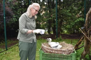 Bocianie mláďa Gago má poriadny apetít. Environmentalistka Anna Macková ho kŕmi každé tri – štyri hodiny.      