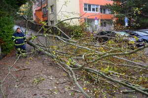 Spadnutý strom na ulici Hany Meličkovej v Bratislave.