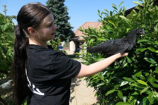 Nikola Trávniková so sliepkou plemena ayam cemani. 