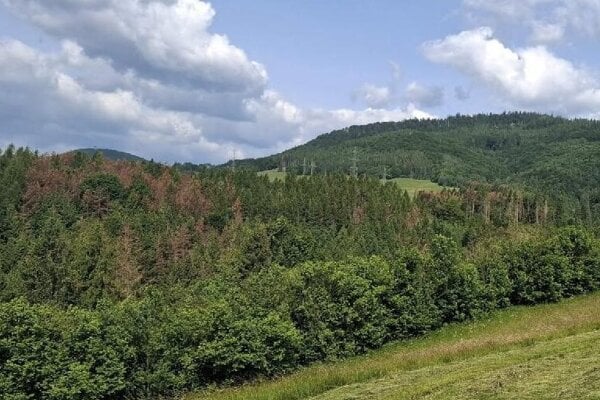 Borovice začali masívne odumierať. Zničilo ich extrémne počasie aj huba.