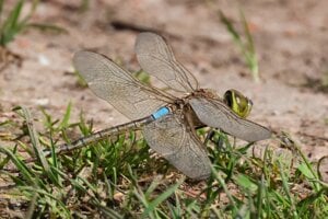 Africké šidlo (Anax ephippiger) na Levických rybníkoch.