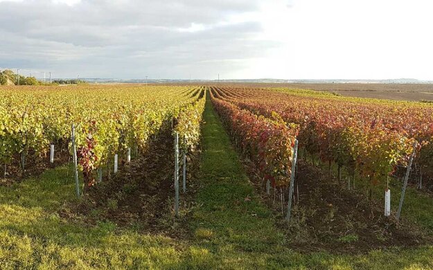 Vinári hlásia straty na viacerých odrodách. V týchto dňoch ich čaká oberačka červených odrôd, ktoré mráz poškodil menej.