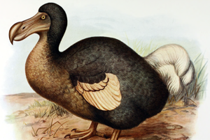 Vták dodo (Raphus cucullatus) sa stal aj symbolom hlúposti 
