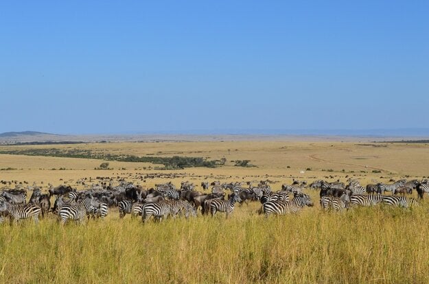 Keňa získala svetové ocenenie World´s Leading Safari Destination 2015