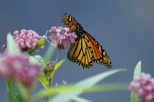 Monarch využíva nielen slnko.