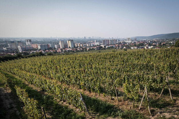Slovensko má len 8500 hektárov kultivovaných viníc.