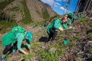 Výsadba sadeníc stromčekov na území Národného parku Nízke Tatry.