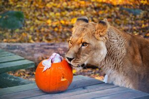 Laura počas Halloweenu v košickej zoo vlani na jeseň.