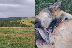 Statočný pastiersky pes Gazda zo salaša vo Vitanovej chránil svoje stádo pred medveďom, takmer na to doplatil životom. 