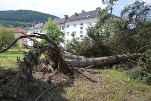 Vyvrátený strom v Gelnici po veternej smršti 11. júla. 