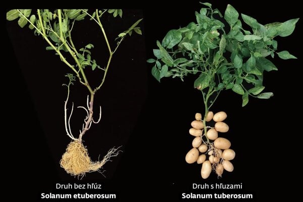 Etuberosum (vľavo) sú zemiakom podobné rastliny, ktoré nevytvárajú hľuzy, ale zemiaky (vpravo) sa vyvinuli tak, že ich dokážu vytvárať.