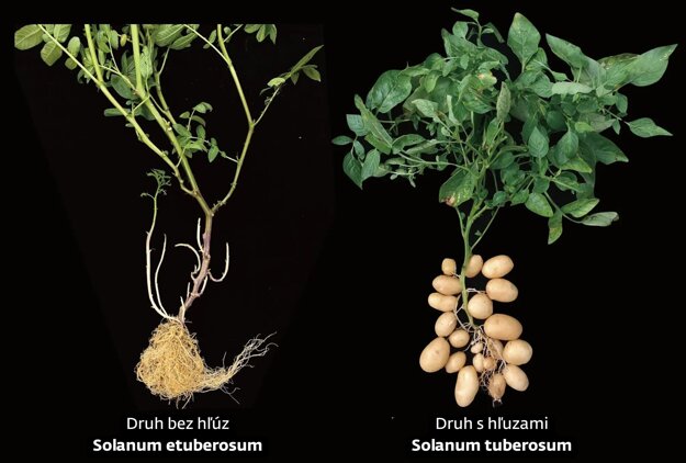 Etuberosum (vľavo) sú zemiakom podobné rastliny, ktoré nevytvárajú hľuzy, ale zemiaky (vpravo) sa vyvinuli tak, že ich dokážu vytvárať. (zdroj: Jü-sin Ťia a Pchej Wang)