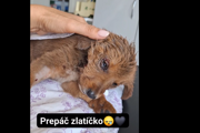 Šteniatko tesne pred uspatím.
