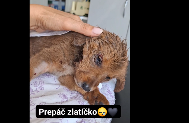 Šteniatko tesne pred uspatím. (zdroj: FB M.S.)