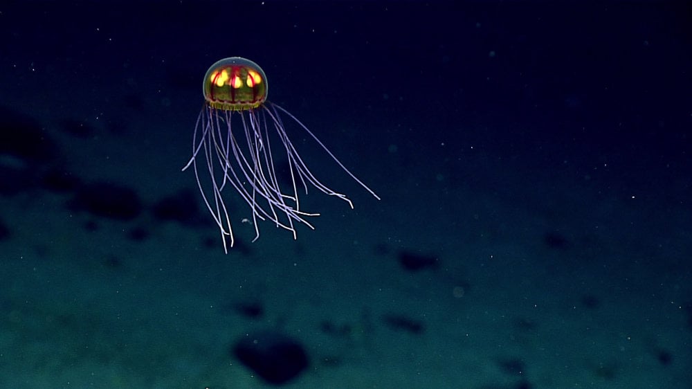 Svietiaca medúza. Vyžarovanie viditeľného svetla živým organizmom nazývame bioluminiscencia.