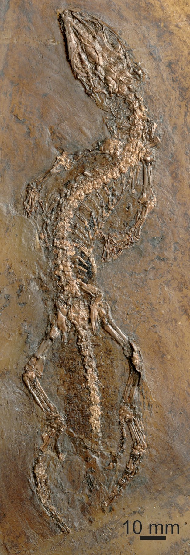 Stefanikia siderea.