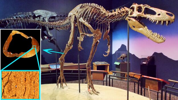 Kostra tyranosaura menom Jane. Z holennej kosti odobrali tenkú vzorku, pomocou ktorej vedci určili vek aj to, že v čase smrti dinosaurus stále rástol.