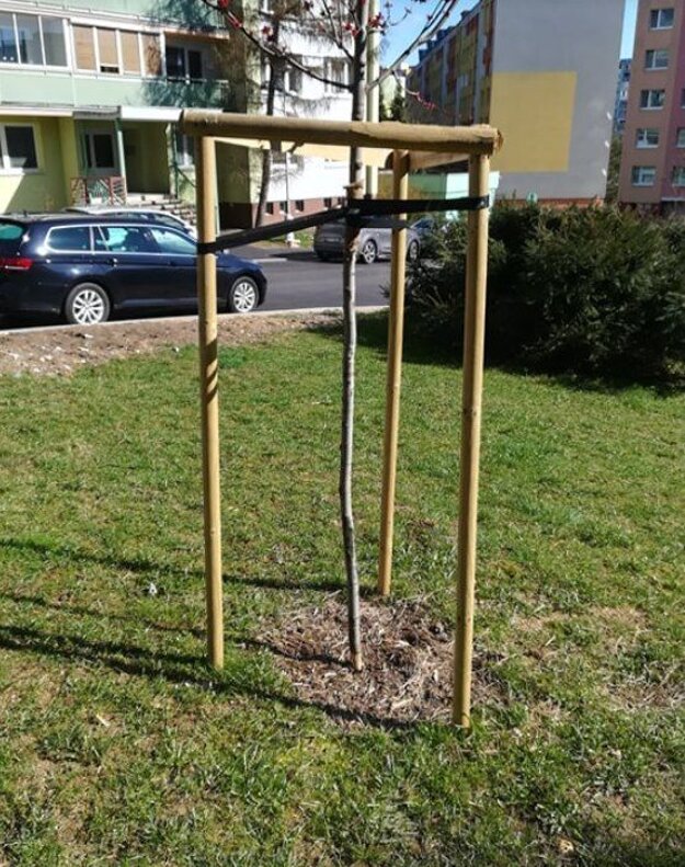 Stromček má takmer mizivú šaancu, že prežije.