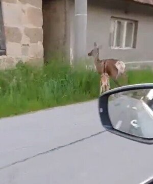 Lesná zver priamo medzi domami je už bežnou súčasťou života v Malej Čause.