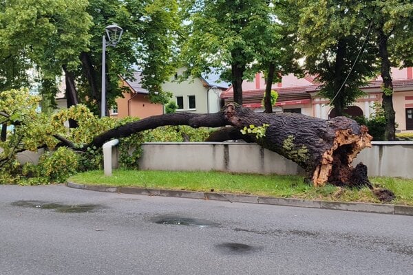 Silný vietor, ktorý sprevádzal včerajšiu búrku, vyvalil aj túto lipu pri námestí v Tvrdošíne. 