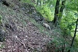 Medveď s bledým sfarbením.