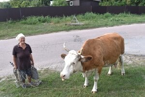 Pani Halina a krava Rusalka.