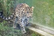 Veľké mačkovité šelmy zatiaľ v zoo reprezentuje leopard čínsky.