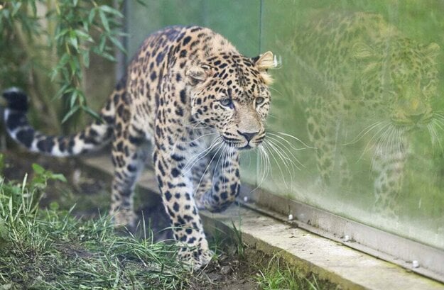 Veľké mačkovité šelmy zatiaľ v zoo reprezentuje leopard čínsky. (zdroj: TASR)
