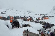 Dedinčania s volmi a koňmi stúpajú na horu počas záchranných snáh, aby sa v nedeľu dostali k stovkám turistov uväznených v hustom snehu v turistických kempoch na svahu Mount Everestu.