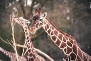 Bojnická zoo plánuje začať s chovom žiráf.