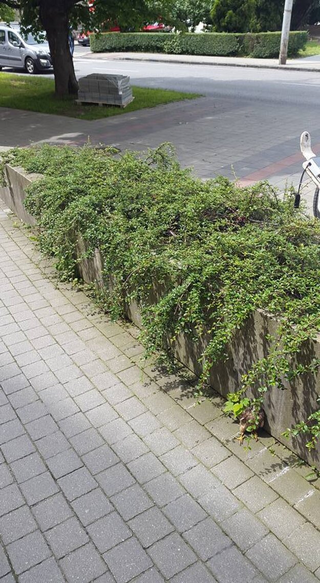 Nevidieť ho? Snažil sa ukryť za popínavé rastliny.