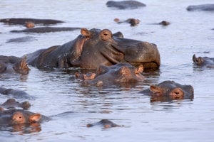 Hroch obojživelný (Hippopotamus amphibius).