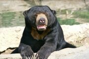 Medve´d malajský v Zoo.