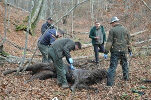 Uhynutú zubricu našli vlani v novembri v lese. Pitvu vykonal veterinár Vladislav Juško (druhý sprava).