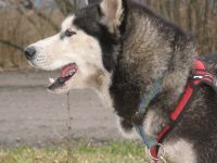 husky-i_r8254.jpg