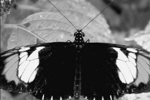 Motýľ Heliconius heurippa významne pomohol preskúmať prekvapivý vznik nového druhu hybridizáciou dvoch starých.