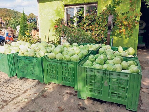 Po zbere kapusty na rodinnej farme v Drietome.
