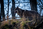 Národný park Muránska planina križuje päť vlčích svoriek.