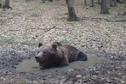 Maco si užíva kúpeľ.