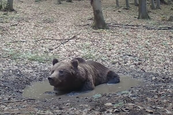 Maco si užíva kúpeľ.